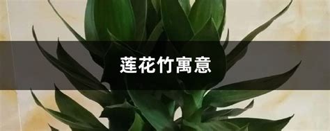 蓮花竹擺放位置|莲花竹寓意和摆放位置